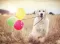 Ravensburger Puzzle Slagalica 500 - Pas i baloni 16585 - thumbnail 1