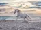 Ravensburger Puzzle Slagalica 500 - Večernji galop 16586 - thumbnail 1