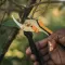 Makaze Za Orezivanje Fiskars 1057163 - thumbnail 1