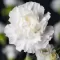 Seme za Karanfil šabo - beli - Dianthus caryophyllus 3225/6 - thumbnail 1