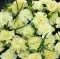 Seme za Karanfil šabo - žuti - Dianthus caryophyllus 3225/5 - thumbnail 1