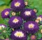 Seme Lepa Kata Princes - plava - Callistephus chinensis 2275 - thumbnail 1