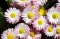 Seme za cveće Bela Rada - mešavina - Bellis perennis 2570 - thumbnail 1
