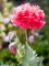 Seme za cveće Baštenski Mak - Papaver Somniferum 4504 - thumbnail 1
