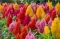 Cveće Petlova kresta paperjasta - mešavina - seme Celosia argentea var. plumosa 2743 - thumbnail 1