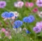 Cveće Različak - mešavina - seme Centaurea imperialis 2784 - thumbnail 1