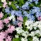 Cveće Spomenak - mešavina - seme Myosotis alpestris 4359 - thumbnail 1