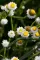 Cveće Suva ruža - bela - seme Ammobium alatum 2008 - thumbnail 1
