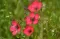 Seme za cveće Ukrasni lan - crveni - Linum grandiflorum Rubrum 3895 - thumbnail 1