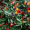 Ukrasna paprika - seme - Capsicum annuum 2583 - thumbnail 1
