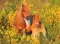 Ravensburger Puzzle 100 XXL delova Šetland poni 13283 - thumbnail 1