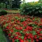 Cveće 5 kesica Lepi čovek - Cinija - crvena - Zinnia elegans 5973 - thumbnail 1