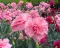 Seme za Karanfil  šabo - pink - Dianthus caryophyllus 10 kesica 3225/1 - thumbnail 1