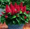 Baštensko cveće Plamena Kadulja - Žalfija - Salvia splendens 10 kesica 5174 - thumbnail 1