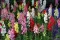 Cveće Zevalica - mešavina - Antirrhinum majus - seme 5 kesica 2129 - thumbnail 1