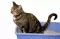 Pesak za mace Hello Cat 5kg - thumbnail 1