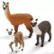 Schleich Domaće životinje - Alpaka lama, ždrebe 13705 - thumbnail 1
