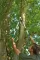 Gardena teleskopske makaze za grane 650BT GA 08779-20 - thumbnail 1