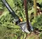 Makaze za grane Fiskars 115390 014775 - thumbnail 1