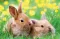 Ravensburger puzzle Dečije puzle - Mini Puzzle - Životinje - Animals  54 dela RA09430 - thumbnail 1