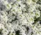 Cveće Medeni Cvet - Snežni Tepih - beli - Alyssum maritimum - seme 2086 - thumbnail 1