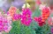 Cveće Zevalica - mešavina - Antirrhinum majus - seme 2129 - thumbnail 1