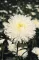 Seme Lepa Kata Princes - bela - Callistephus chinensis 2274 - thumbnail 1