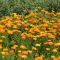 Seme za cveće Neven - mešavina - Calendula officinalis 2632 - thumbnail 1