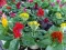 Baštensko cveće Petlova kresta - mešavina - Celosia argentea var. cristata 2742 - thumbnail 1