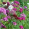 Seme za cveće Turski karanfil - mešavina -  Dianthus barbatus 3133 - thumbnail 1