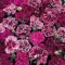 Seme za cveće Kineski karanfil - mešavina - Dianthus chinensis 3138 - thumbnail 1