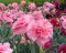 Seme za Karanfil  šabo - pink - Dianthus caryophyllus 3225/1 - thumbnail 1