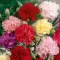 Seme za cveće Karanfil  šabo - mešavina - Dianthus caryophyllus 3245 - thumbnail 1