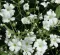 Baštensko cveće Šlajer - beli - Gypsophila elegans. 3665 - thumbnail 1