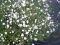 Seme za cveće Šlajer - dvogodišnji, beli - Gypsophila paniculata 3675 - thumbnail 1