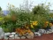 Seme za cveće Suncokret - mešavina - Helianthus annuus 3695 - thumbnail 1