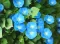 Seme za cveće Ladolež Heavenly Blue - Ipomoea purpurea 3812 - thumbnail 1