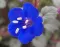 Seme za cveće Ukrasna facelija - Phacelia camapnularia - 3833 - thumbnail 1