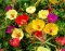 Seme za cveće Prkos jednostruki - mešavina - Portulaca grandiflora - 4828 - thumbnail 1