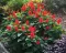 Baštensko cveće Plamena Kadulja - Žalfija - Salvia splendens 5174 - thumbnail 1