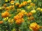 Seme za sadnju - cveće Kadifa visoka - mešavina -  Tagetes erecta 5440 - thumbnail 1