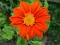 Seme za sadnju - cveće Meksički suncokret - mešavina -  Tithonia speciosa 5455 - thumbnail 1