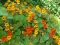 Baštensko cveće Dragoljub visoki - mešavina -  Tropaeolum majus 5474 - thumbnail 1