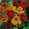 Baštensko cveće Dragoljub niski - mešavina -  Tropaeolum majus nanum 5515 - thumbnail 1