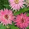 Seme za cveće Lepi čovek kaktus - mešavina - Zinnia elegans Cactus 5901 - thumbnail 1