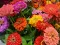 Baštensko cveće Lepi čovek - mešavina - Zinnia elegans 5971 - thumbnail 1