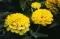 Baštensko cveće Lepi čovek - Cinija - žuti - Zinnia elegans 5972 - thumbnail 1
