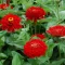Cveće Cinija elegans - crvena - Zinnia elegans 5973 - thumbnail 1