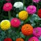 Seme za cveće Cinija elegans Liliput - mešavina - Zinnia elegans Liliput 6002 - thumbnail 1
