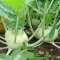Seme za povrće - Keleraba dunavska bela -  Brassica oleracea L. var. gongylodes 136 - thumbnail 1